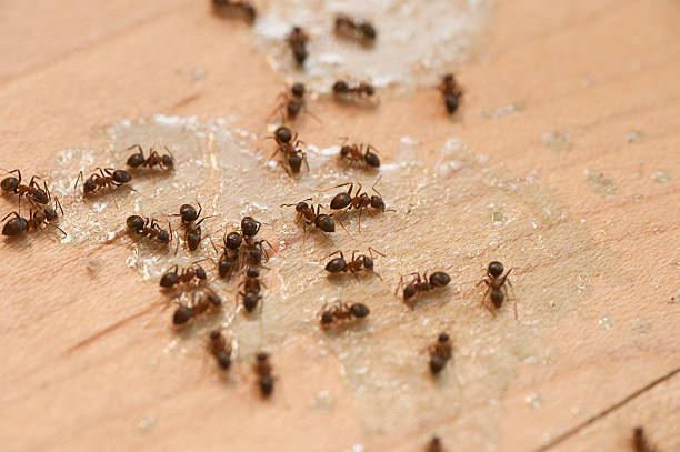 Professional Pest Control in Luling, LA